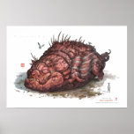 Year of the Pig-Water Hog posters