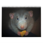 Year of the Rat Calander Calendar