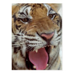 Year of the Tiger Postcard postcards