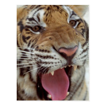 Year of the Tiger Postcard
