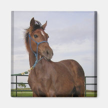 Yearling Magnets