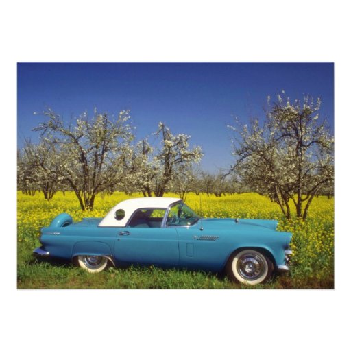 yellow 57 T-Bird flowers Announcements