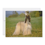 yellow Afghan blaze flowers Custom Invites