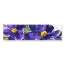 Yellow African Violet flowers Bumper Sticker