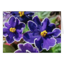 Yellow African Violet flowers Cards