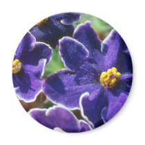 Yellow African Violet flowers Magnet