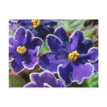 Yellow African Violet flowers Post Card
