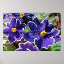 Yellow African Violet flowers Posters