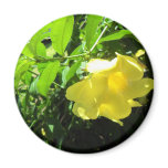 Yellow Allamanda Fridge Magnet