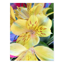 Yellow Alstroemeria Flower Lilies Flowers Photo Postcard