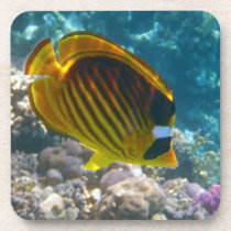 Yellow and Black Angel Fish Beverage Coaster