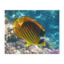 Yellow and Black Angel Fish Gallery Wrapped Canvas