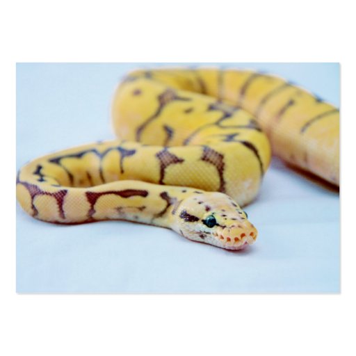 Yellow and Black Ball Python 2 Business Card Template (front side)