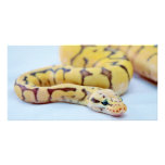 Yellow and Black Ball Python 2 Photo Cards