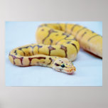Yellow and Black Ball Python 2 posters