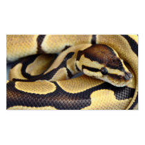 Yellow and Black Ball Python 3 Business Card