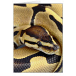 Yellow and Black Ball Python 3 Cards