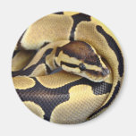 Yellow and Black Ball Python 3 Fridge Magnets