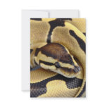 Yellow and Black Ball Python 3 Custom Announcement
