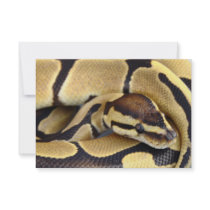 Yellow and Black Ball Python 3 Announcements
