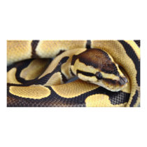 Yellow and Black Ball Python 3 Photo Cards