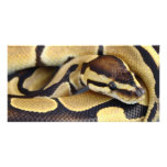 Yellow and Black Ball Python 3 Photo Cards