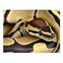 Yellow and Black Ball Python 3 Post Cards