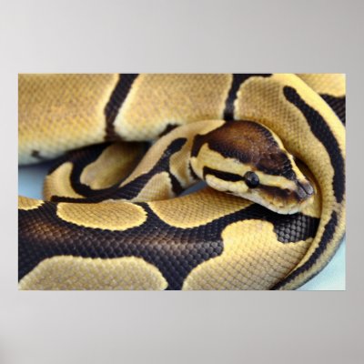ball python poster