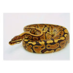 Yellow and Black Ball Python Business Cards