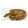 Yellow and Black Ball Python Custom Photo Card