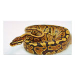 Yellow and Black Ball Python Custom Photo Card