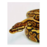 Yellow and Black Ball Python Post Card