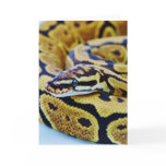 Yellow and Black Ball Python Resting Cards