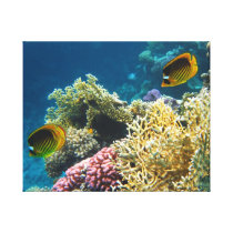 Yellow and Black Butterfly Fish Gallery Wrapped Canvas
