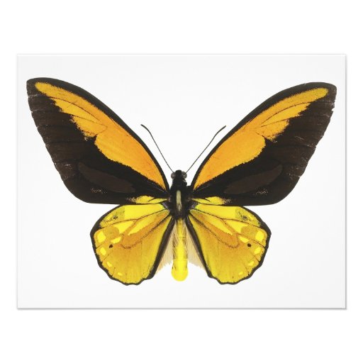 Yellow and Black Butterfly Personalized Invitations