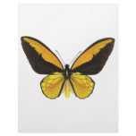 Yellow and Black Butterfly Letterhead Design