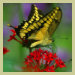 Yellow and Black Butterfly magnet
