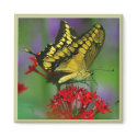 Yellow and Black Butterfly magnets