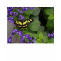 Yellow and Black Butterfly on Purple Flowers t-shirts