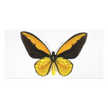 Yellow and Black Butterfly Photo Card Template