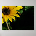Yellow and Black posters