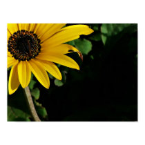 Yellow and Black posters