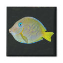 Yellow and blue fish magnet