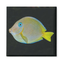 Yellow and blue fish magnet by Thorninger Yellow and blue fish magnet