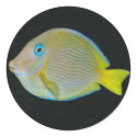 Yellow and blue fish stickers