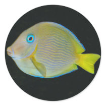 Yellow and blue fish stickers
