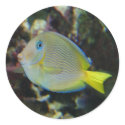 Yellow and blue fish stickers