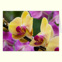 Yellow and Fushia Orchid cards