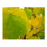 Yellow and Green Redbud Leaves Postcard