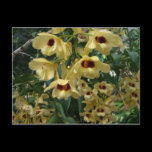Yellow and Maroon Orchids Postcard